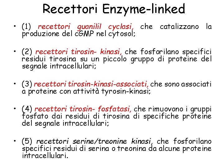 Recettori Enzyme-linked • (1) recettori guanilil cyclasi, che catalizzano la produzione del c. GMP