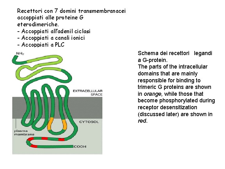 Recettori con 7 domini transmembranacei accoppiati alle proteine G eterodimeriche. - Accoppiati all’adenil ciclasi