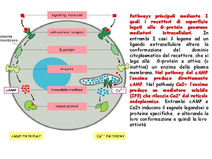 Pathways principali mediante I quali i recettori di superficie legati alle G-protein generano mediatori