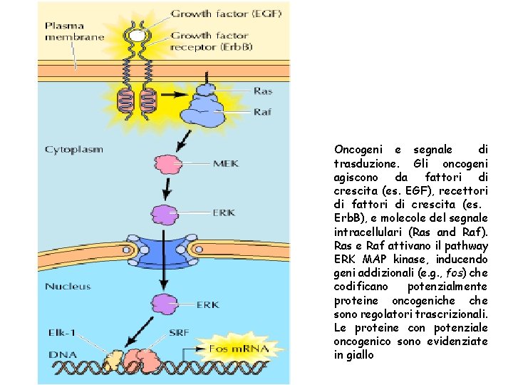 Oncogeni e segnale di trasduzione. Gli oncogeni agiscono da fattori di crescita (es. EGF),