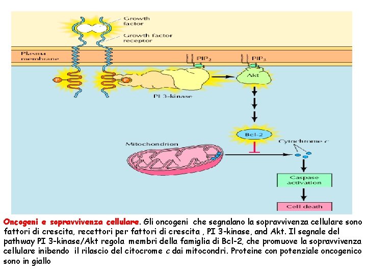 Oncogeni e sopravvivenza cellulare. Gli oncogeni che segnalano la sopravvivenza cellulare sono fattori di