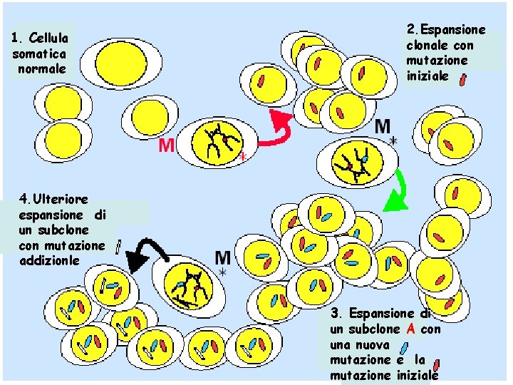 1. Cellula somatica normale 2. Espansione clonale con mutazione iniziale 4. Ulteriore espansione di