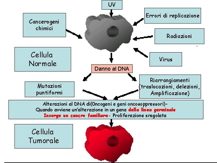 UV Errori di replicazione Cancerogeni chimici Radiazioni Cellula Normale Mutazioni puntiformi Virus Danno al