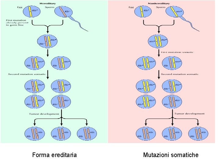 Forma ereditaria Mutazioni somatiche 