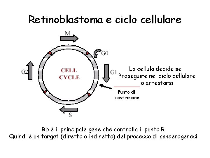 Retinoblastoma e ciclo cellulare La cellula decide se Proseguire nel ciclo cellulare o arrestarsi