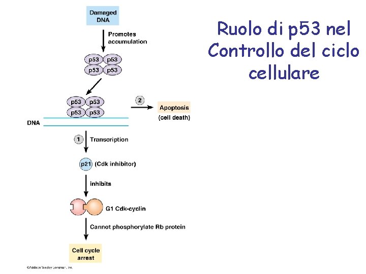 Ruolo di p 53 nel Controllo del ciclo cellulare 