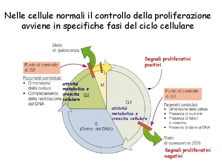 Nelle cellule normali il controllo della proliferazione avviene in specifiche fasi del ciclo cellulare