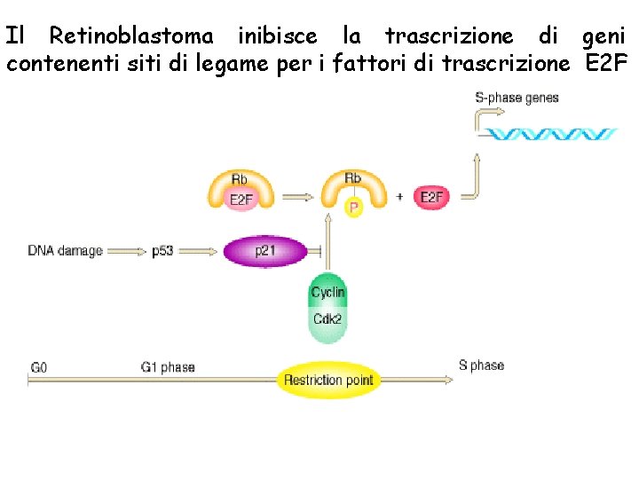 Il Retinoblastoma inibisce la trascrizione di geni contenenti siti di legame per i fattori
