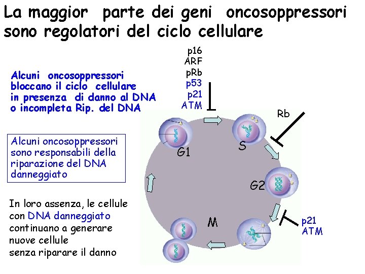 La maggior parte dei geni oncosoppressori sono regolatori del ciclo cellulare Alcuni oncosoppressori bloccano