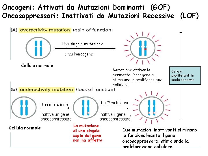 Oncogeni: Attivati da Mutazioni Dominanti (GOF) Oncosoppressori: Inattivati da Mutazioni Recessive (LOF) Una singola