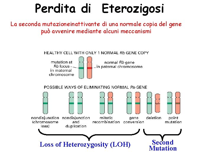 Perdita di Eterozigosi La seconda mutazioneinattivante di una normale copia del gene può avvenire