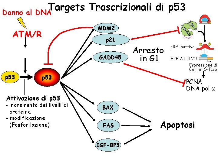 Danno al Targets Trascrizionali di p 53 DNA cy n. D /6 p 53