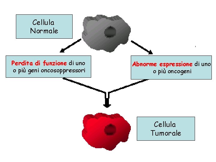 Cellula Normale Perdita di funzione di uno o più geni oncosoppressori Abnorme espressione di