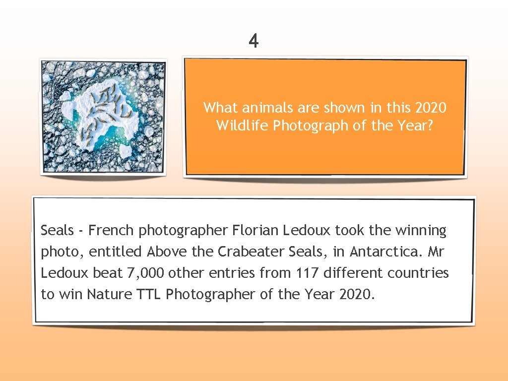 4 What animals are shown in this 2020 Wildlife Photograph of the Year? Seals