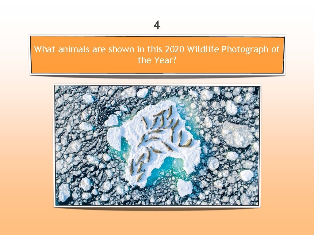 4 What animals are shown in this 2020 Wildlife Photograph of the Year? 