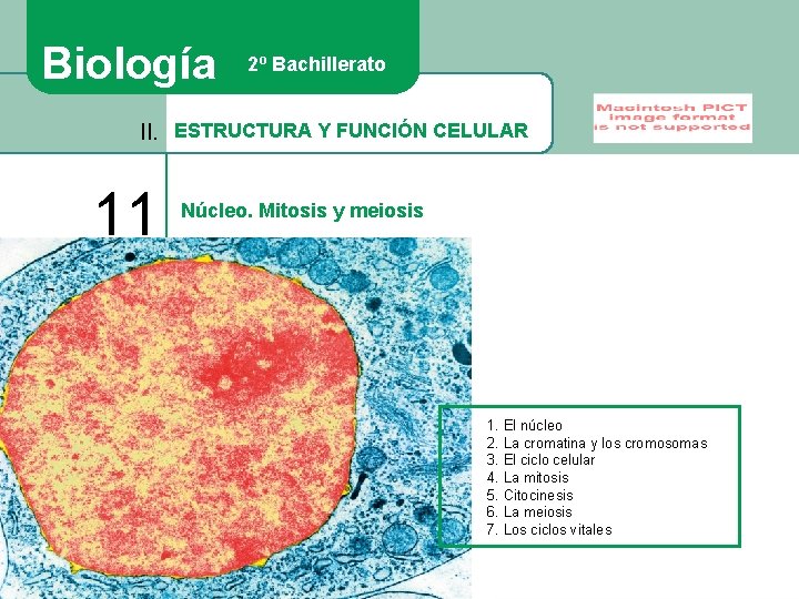 Biología 2º Bachillerato II. ESTRUCTURA Y FUNCIÓN CELULAR 11 Núcleo. Mitosis y meiosis 1.