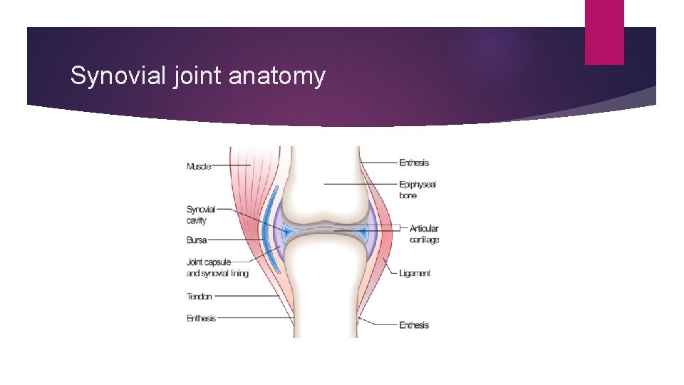 Synovial joint anatomy 