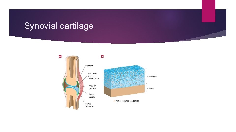 Synovial cartilage 