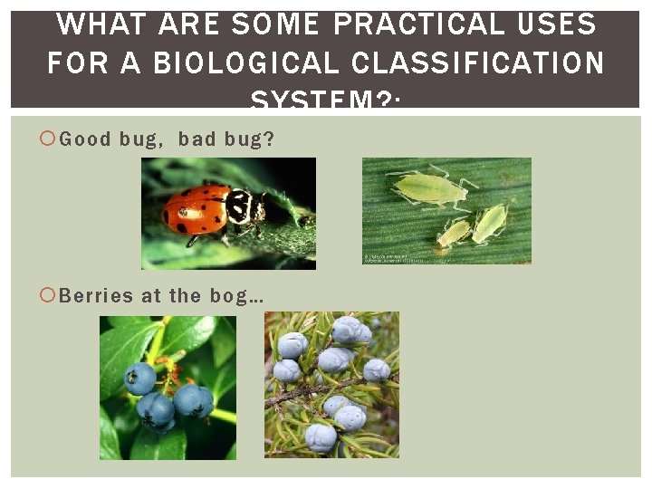 CLASSIFICATION Bio 11 IN BIOLOGY The activity that