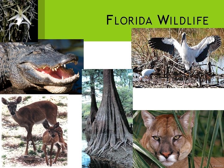 F LORIDA W ILDLIFE 