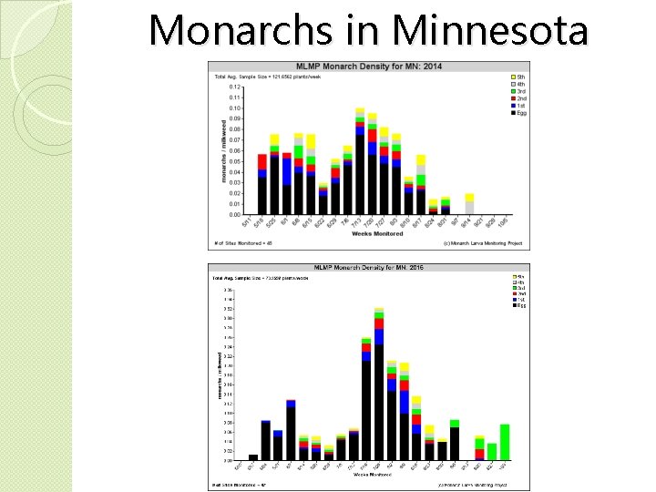 Monarchs in Minnesota 