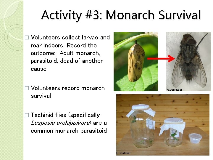 Activity #3: Monarch Survival � Volunteers collect larvae and rear indoors. Record the outcome: