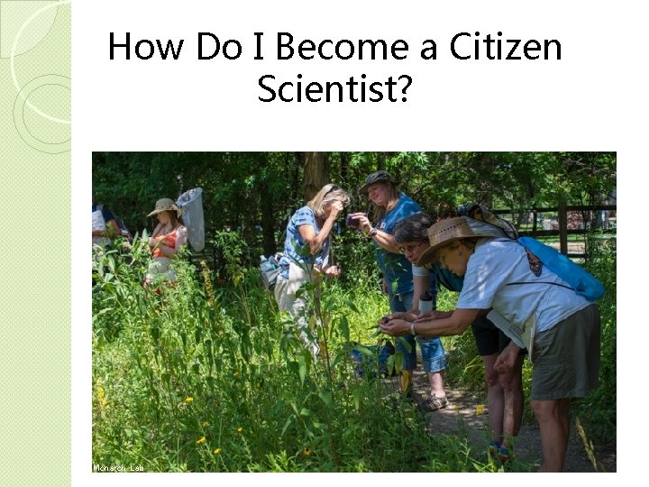 How Do I Become a Citizen Scientist? Monarch Lab 