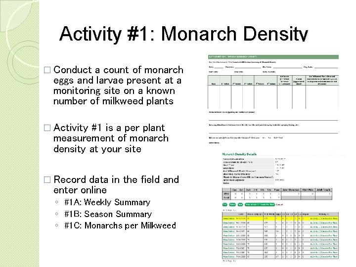 Activity #1: Monarch Density � Conduct a count of monarch eggs and larvae present