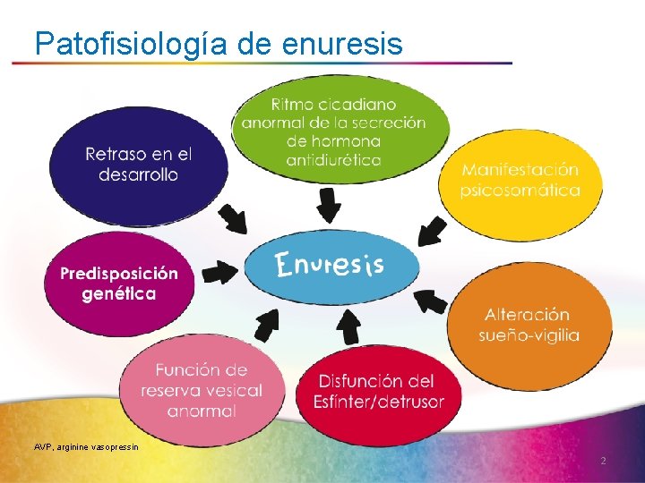 Patofisiología de enuresis AVP, arginine vasopressin 2 