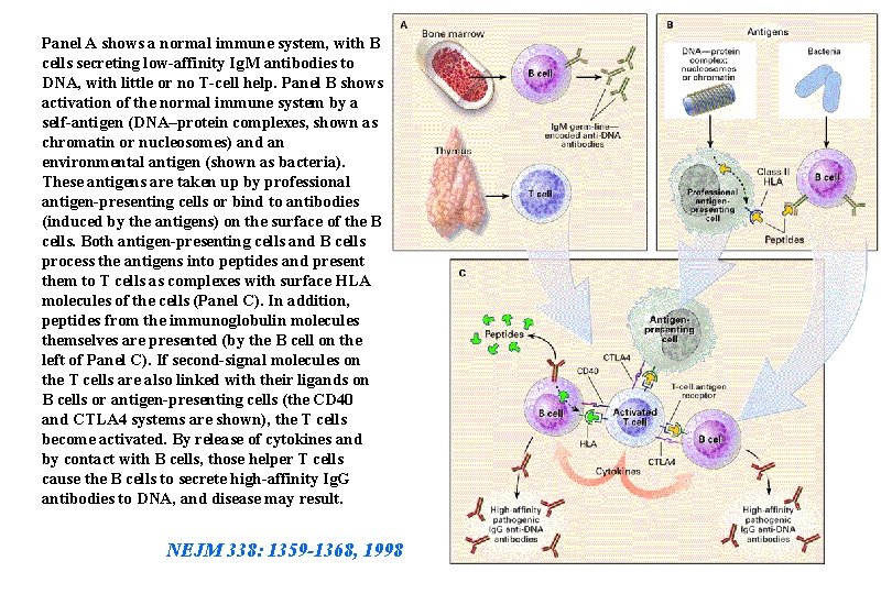 Panel A shows a normal immune system, with B cells secreting low-affinity Ig. M