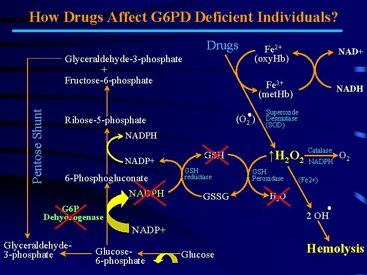 How Drugs Affect G 6 PD Deficient Individuals? Drugs Pentose Shunt Glyceraldehyde-3 -phosphate +