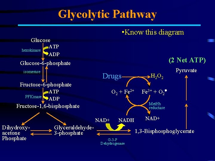 Glycolytic Pathway • Know this diagram Glucose hexokinase ATP ADP (2 Net ATP) Glucose-6