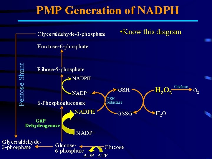 PMP Generation of NADPH • Know this diagram Pentose Shunt Glyceraldehyde-3 -phosphate + Fructose-6