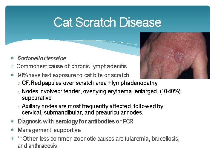 Cat Scratch Disease Bartonella Henselae o Commonest cause of chronic lymphadenitis 90% have had Cat Scratch Disease Bartonella Henselae o Commonest cause of chronic lymphadenitis 90% have had