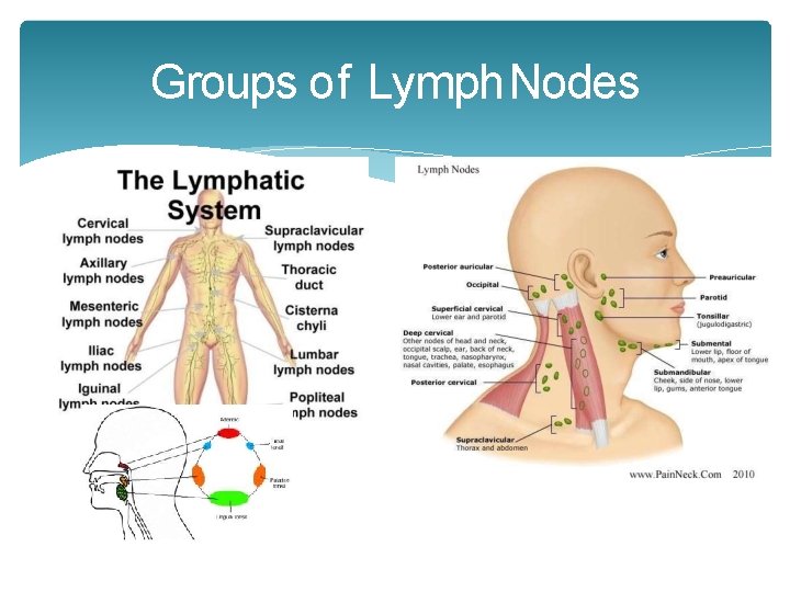 Groups of Lymph Nodes Groups of Lymph Nodes