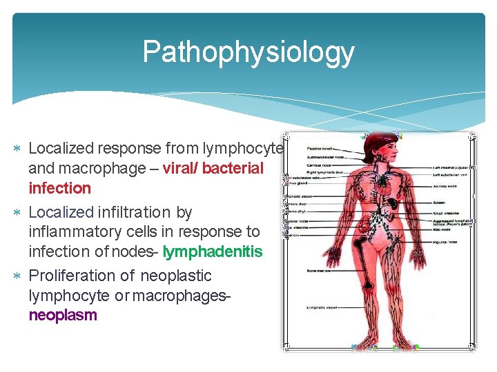 Pathophysiology Localized response from lymphocyte and macrophage – viral/ bacterial infection Localized infiltration by Pathophysiology Localized response from lymphocyte and macrophage – viral/ bacterial infection Localized infiltration by