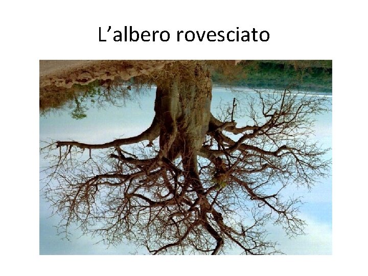 L’albero rovesciato L’albero rovesciato