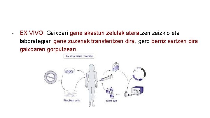 - EX VIVO: Gaixoari gene akastun zelulak ateratzen zaizkio eta laborategian gene zuzenak transferitzen