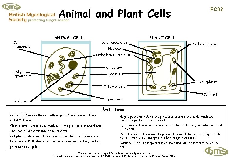 Animal and Plant Cells Cell membrane ANIMAL CELL Golgi Apparatus FC 02 PLANT CELL