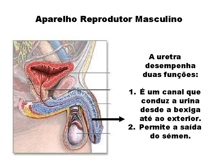Aparelho Reprodutor Masculino A uretra desempenha duas funções: 1. É um canal que conduz