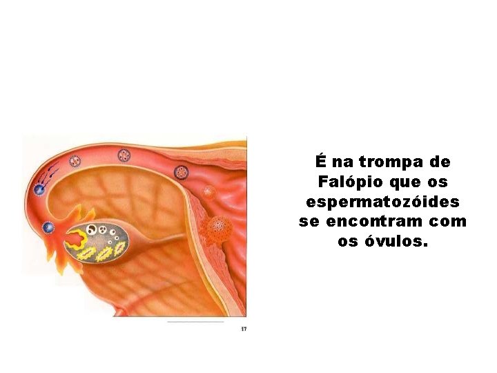 É na trompa de Falópio que os espermatozóides se encontram com os óvulos. 
