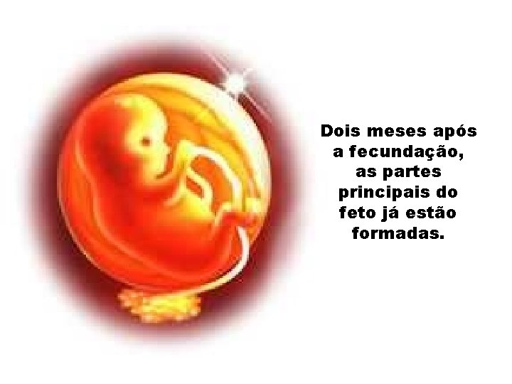 Dois meses após a fecundação, as partes principais do feto já estão formadas. 