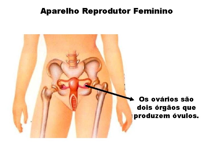 Aparelho Reprodutor Feminino Os ovários são dois órgãos que produzem óvulos. 