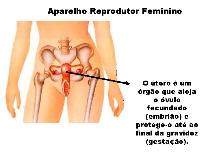 Aparelho Reprodutor Feminino O útero é um órgão que aloja o óvulo fecundado (embrião)