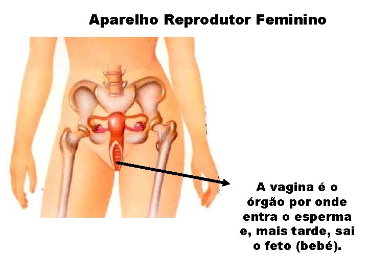 Aparelho Reprodutor Feminino A vagina é o órgão por onde entra o esperma e,