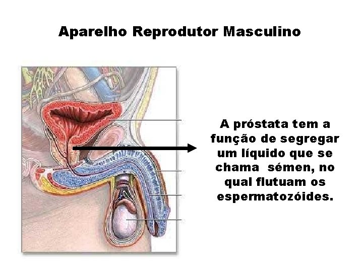 Aparelho Reprodutor Masculino A próstata tem a função de segregar um líquido que se