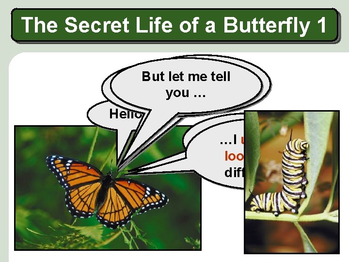 The Secret Life of a Butterfly 1 to be letused me tell I But