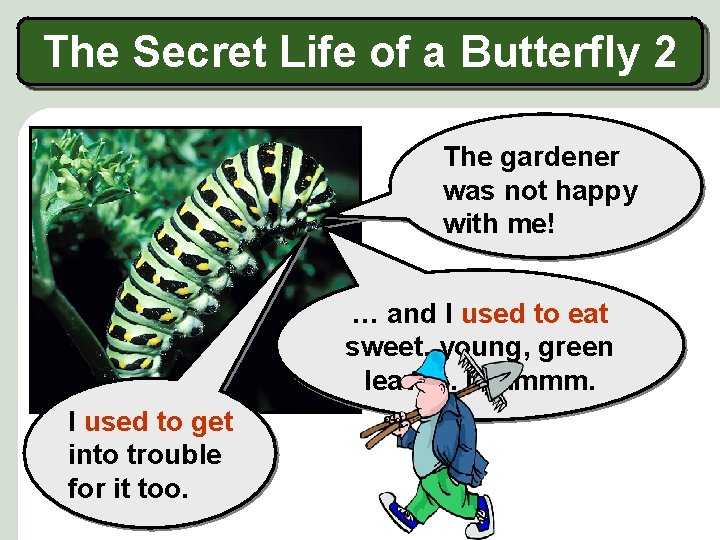 The Secret Life of a Butterfly 2 I used to live The gardener on