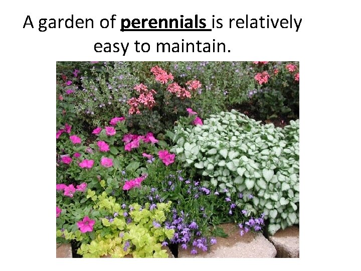 A garden of perennials is relatively easy to maintain. 