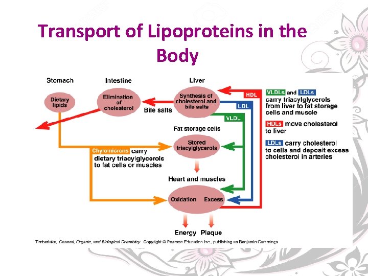 Transport of Lipoproteins in the Body 